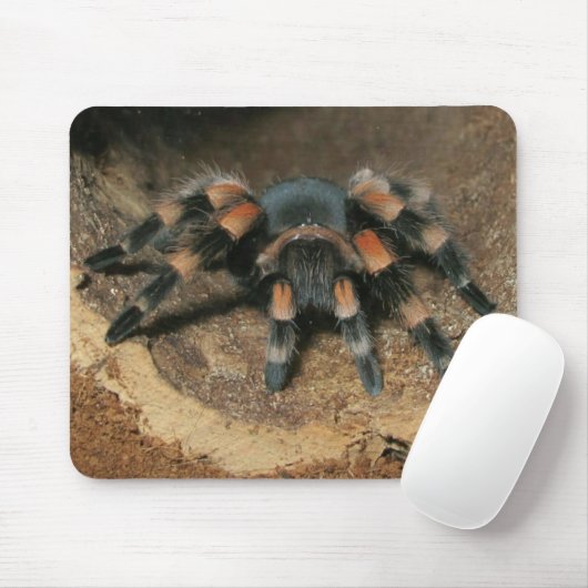 Muismat Mexicaanse rode knie Tarantula spin (Met muis)