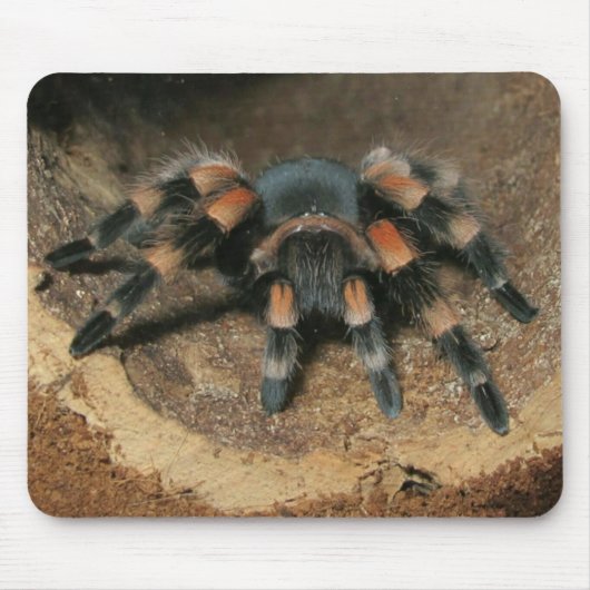 Muismat Mexicaanse rode knie Tarantula spin (Voorkant)