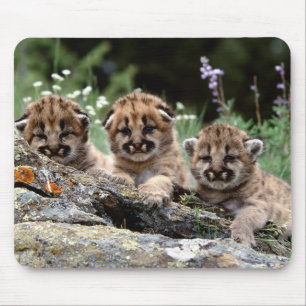 Muismat "Mountain Lion Cubs"