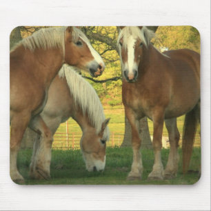 Muismat Palomino Draft Horses