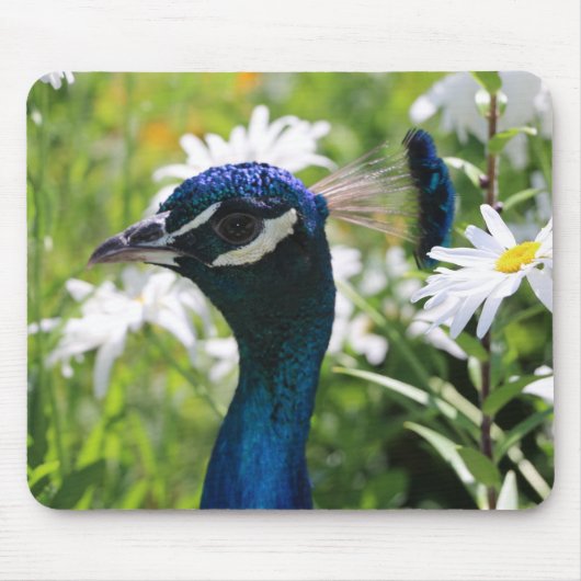 Muismat Peacock en Daisies (Voorkant)