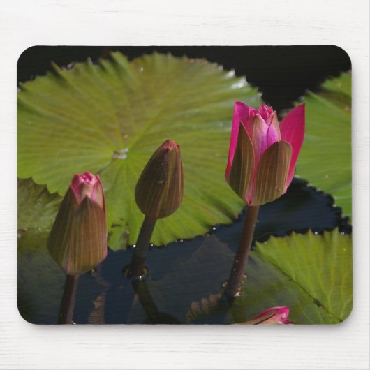 Muismat roze Lotus Waterlilies (Voorkant)