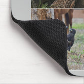 Muismat SWFL eagle family Harriet, M115 (Hoek)