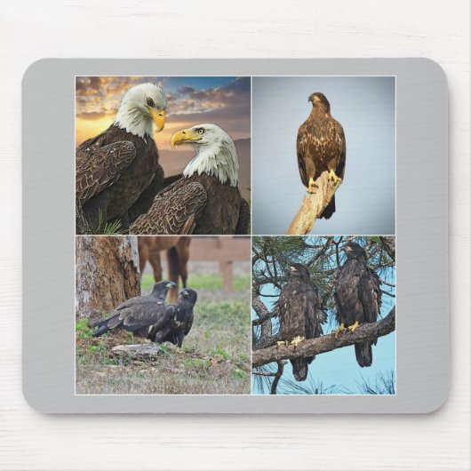 Muismat SWFL eagle family Harriet, M115 (Voorkant)