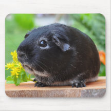 Muismat van Black Guinee Pig