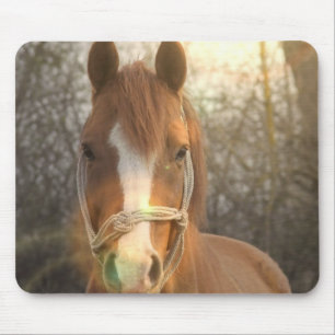 Muismat van de Arabische kastanjepaarden