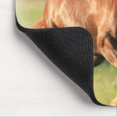 Muismat van kastanjegaloping (Hoek)