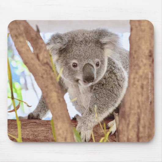 Muismat van Koala Australia | C's Dream Design (Voorkant)