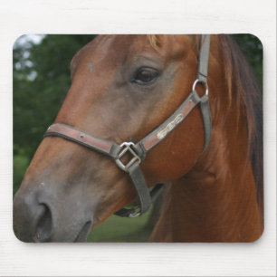 Muismat van zoete kastanjepaarden
