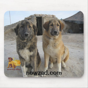 Muismuis van Nowzad Dogs Muismat
