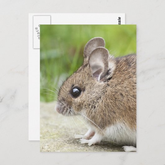 Muisprofiel Briefkaart (Voorkant / Achterkant)