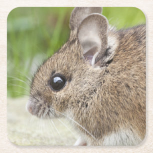 Muisprofiel Kartonnen Onderzetters