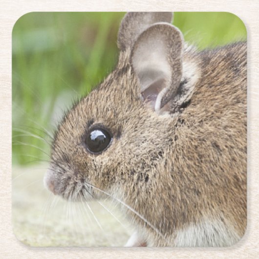 Muisprofiel Kartonnen Onderzetters (Voorkant)