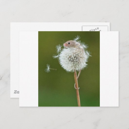 Muiswensen Briefkaart (Voorkant / Achterkant)