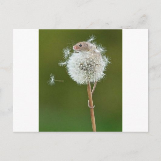 Muiswensen Briefkaart (Voorkant)