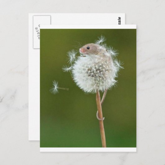 Muiswensen Briefkaart (Voorkant / Achterkant)