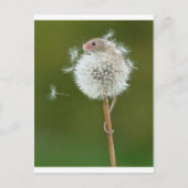 Muiswensen Briefkaart (Voorkant)