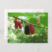 Mulberry-boom Briefkaart (Voorkant / Achterkant)