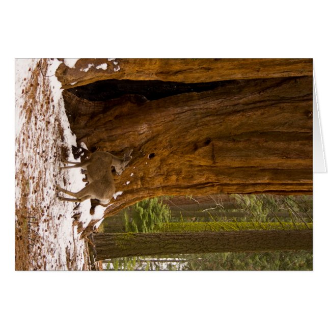 Mule Deer (Voorkant Horizontaal)