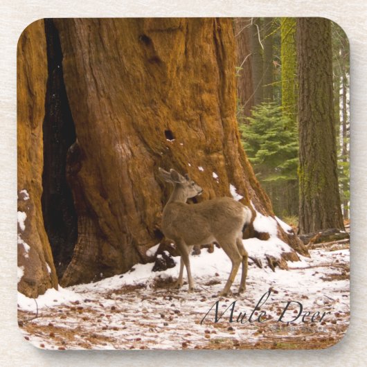 Mule Deer Bier Onderzetter (Voorkant)