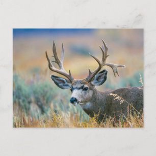 Mule Deer bok   Grand Teton National Park Wyoming Briefkaart