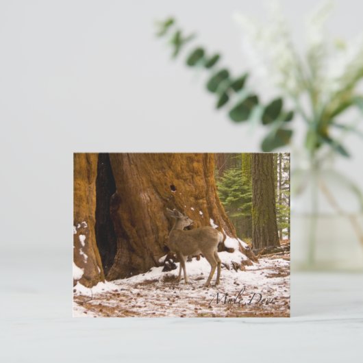 Mule Deer Briefkaart (Staand voorkant)
