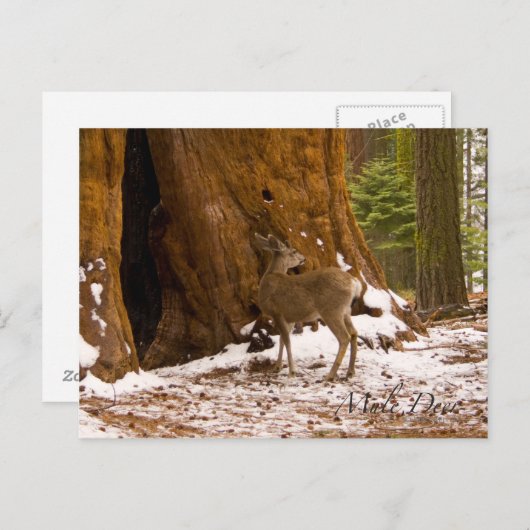 Mule Deer Briefkaart (Voorkant / Achterkant)