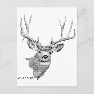Mule Deer Briefkaart