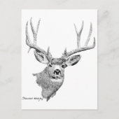 Mule Deer Briefkaart (Voorkant)