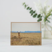 Mule Deer Briefkaart (Staand voorkant)