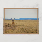 Mule Deer Briefkaart (Voorkant)