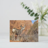 Mule Deer Briefkaart (Staand voorkant)