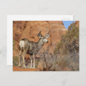 Mule Deer Briefkaart (Voorkant / Achterkant)