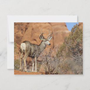 Mule Deer Briefkaart