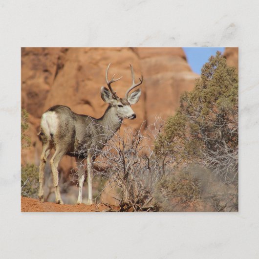 Mule Deer Briefkaart (Voorkant)