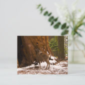 Mule Deer Briefkaart (Staand voorkant)