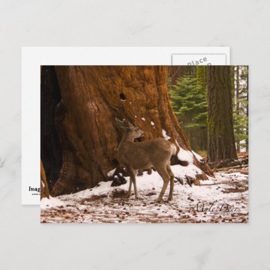 Mule Deer Briefkaart (Voorkant / Achterkant)