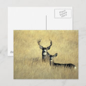 Mule Deer Buck - Doe Briefkaart (Voorkant / Achterkant)
