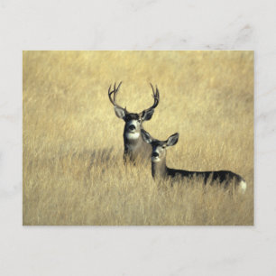 Mule Deer Buck - Doe Briefkaart