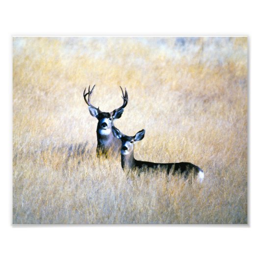 Mule Deer Buck & Doe Digital Fine Art Print Foto Afdruk (Voorkant)