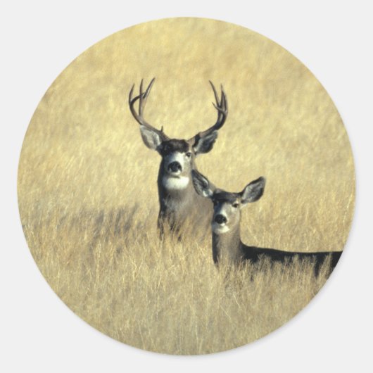 Mule Deer Buck - Doe Ronde Sticker (Voorkant)