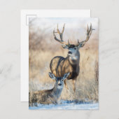 Mule Deer Buck en Doe Briefkaart (Voorkant / Achterkant)