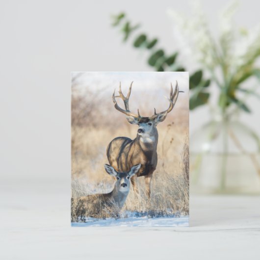 Mule Deer Buck en Doe Briefkaart (Staand voorkant)