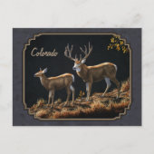 Mule Deer Buck en Doe Grey Custom Briefkaart (Voorkant)