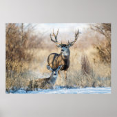 Mule Deer Buck en Doe Poster (Voorkant)