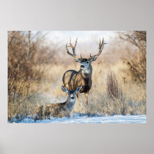 Mule Deer Buck en Doe Poster (Voorkant)