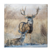 Mule Deer Buck en Doe Tegeltje (Voorkant)