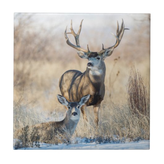Mule Deer Buck en Doe Tegeltje (Voorkant)