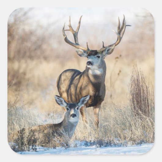 Mule Deer Buck en Doe Vierkante Sticker (Voorkant)
