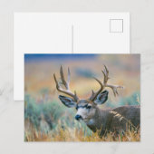 Mule Deer Buck | Nationaal park Grand Teton Wyomin Briefkaart (Voorkant / Achterkant)